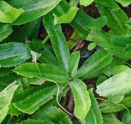 400 Count Vegetable Culantro Seeds Coriander Shadow Beni Benhi Recao Bhandhania Chinese