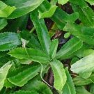 400 Count Vegetable Culantro Seeds Coriander Shadow Beni Benhi Recao Bhandhania Chinese