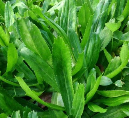 1200 Count Vegetable Culantro Seeds Coriander Shadow Beni Benhi Recao Bhandhania Chinese