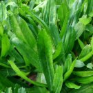 1200 Count Vegetable Culantro Seeds Coriander Shadow Beni Benhi Recao Bhandhania Chinese
