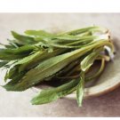 2400 Count Vegetable Culantro Seeds Coriander Shadow Beni Benhi Recao Bhandhania Chinese