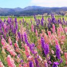 1200 Count Flower Rocket Mix Larkspur Seeds |Delphinium Consolida Garden