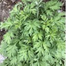 5000 Count Vegetable Yomogi Mugwort Seeds Artemisia princeps