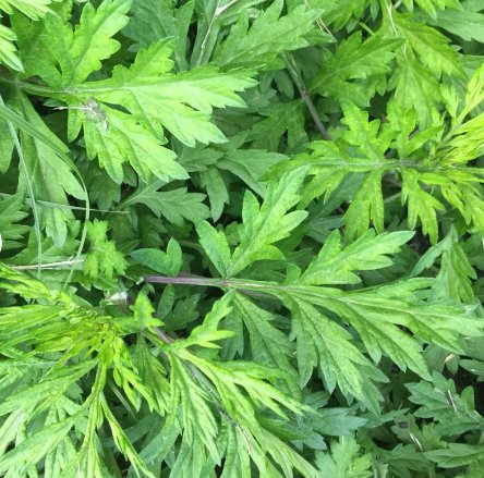 30000 Count Vegetable Yomogi Mugwort Seeds Artemisia princeps