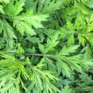 30000 Count Vegetable Yomogi Mugwort Seeds Artemisia princeps