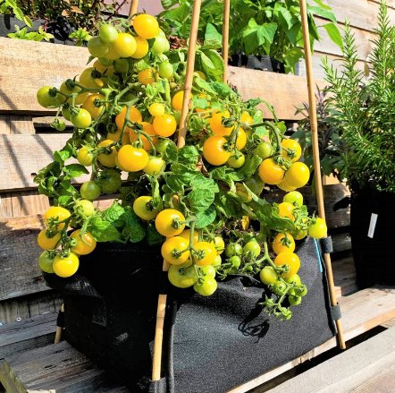 30 Count Vegetable Sungold Yellow Patio Tomato Seeds Orange Cherry Tomatoes