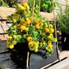 30 Count Vegetable Sungold Yellow Patio Tomato Seeds Orange Cherry Tomatoes