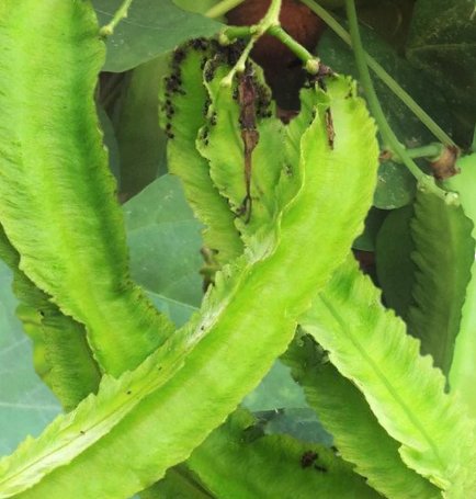 10 Count Vegetable Winged Bean Seeds Dragon Horned Four Angled Asparagus Goa Beans