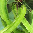 10 Count Vegetable Winged Bean Seeds Dragon Horned Four Angled Asparagus Goa Beans