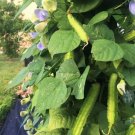 30 Count Vegetable Winged Bean Seeds Dragon Horned Four Angled Asparagus Goa Beans