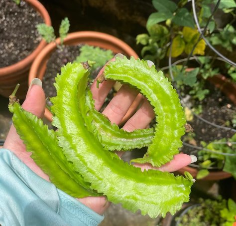 60 Count Vegetable Winged Bean Seeds Dragon Horned Four Angled Asparagus Goa Beans