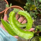 60 Count Vegetable Winged Bean Seeds Dragon Horned Four Angled Asparagus Goa Beans
