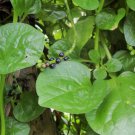 50 Count Vegetable Giant Malabar Spinach Seeds Leaf Vining Green Plant Ceylon Alugbati