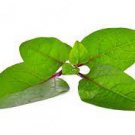 150 Count Vegetable Giant Malabar Spinach Seeds Leaf Vining Green Plant Ceylon Alugbati