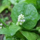 300 Count Vegetable Giant Malabar Spinach Seeds Leaf Vining Green Plant Ceylon Alugbati