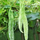 10 Count Vegetable Buag Ngu Snake Gourd Seeds White Striped Green Serpent