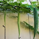 30 Count Vegetable Buag Ngu Snake Gourd Seeds White Striped Green Serpent