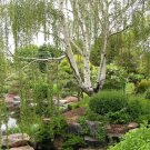 150 Count Tree Seeds White Paper Birch Tree Seeds Betula Pendula European Flaky Bark