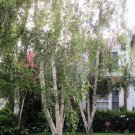450 Count Tree Seeds White Paper Birch Tree Seeds Betula Pendula European Flaky Bark