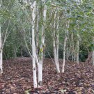 900 Count Tree Seeds White Paper Birch Tree Seeds Betula Pendula European Flaky Bark