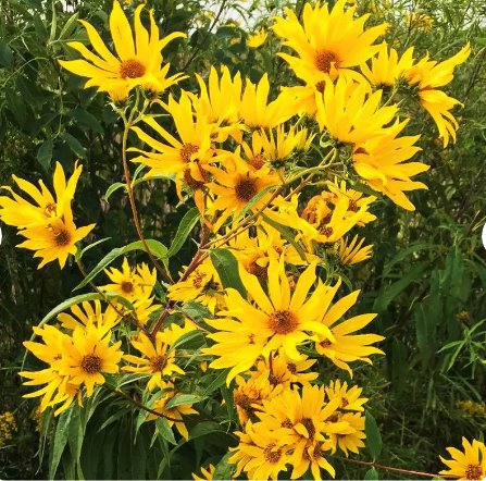 500 Count Flower Seeds Maximilian Sunflower Seeds Prairie Sun Flower Yellow Perennial Wildflower