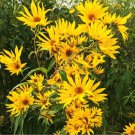 500 Count Flower Seeds Maximilian Sunflower Seeds Prairie Sun Flower Yellow Perennial Wildflower