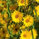 1500 Count Flower Seeds Maximilian Sunflower Seeds Prairie Sun Flower Yellow Perennial Wildflower