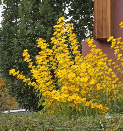 3000 Count Flower Seeds Maximilian Sunflower Seeds Prairie Sun Flower Yellow Perennial Wildflower