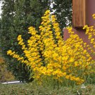 3000 Count Flower Seeds Maximilian Sunflower Seeds Prairie Sun Flower Yellow Perennial Wildflower