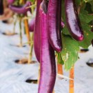 200 Count Vegetable Chinese Eggplant Seeds Purple Shine Aubergine Ping Tung