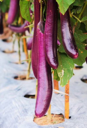 200 Count Vegetable Chinese Eggplant Seeds Purple Shine Aubergine Ping Tung