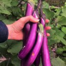 600 Count Vegetable Chinese Eggplant Seeds Purple Shine Aubergine Ping Tung