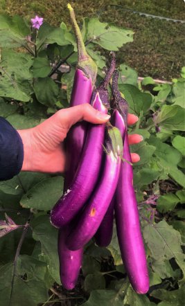 600 Count Vegetable Chinese Eggplant Seeds Purple Shine Aubergine Ping Tung