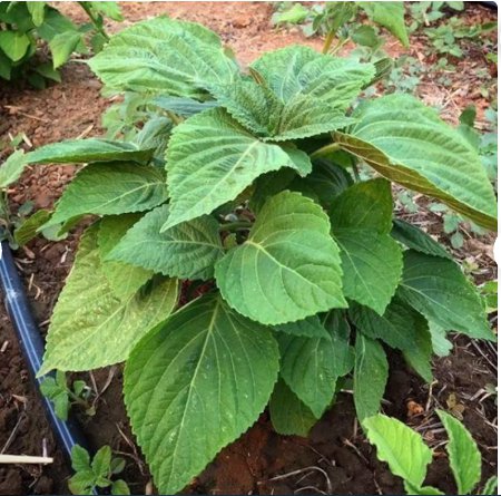 200 Count Vegetable Korean Perilla (Shiso) Seeds Kaennip Gaennip Sesame Beefsteak Leaf