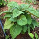 200 Count Vegetable Korean Perilla (Shiso) Seeds Kaennip Gaennip Sesame Beefsteak Leaf