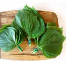 600 Count Vegetable Korean Perilla (Shiso) Seeds Kaennip Gaennip Sesame Beefsteak Leaf