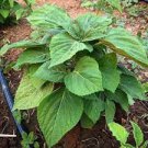 1200 Count Vegetable Korean Perilla (Shiso) Seeds Kaennip Gaennip Sesame Beefsteak Leaf