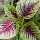 500 Count Vegetable Red Leaf Amaranth Seeds Amaranthus tricolor Spinach Yin Choi Xiancai
