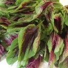 1500 Count Vegetable Red Leaf Amaranth Seeds Amaranthus tricolor Spinach Yin Choi Xiancai