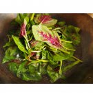 3000 Count Vegetable Red Leaf Amaranth Seeds Amaranthus tricolor Spinach Yin Choi Xiancai