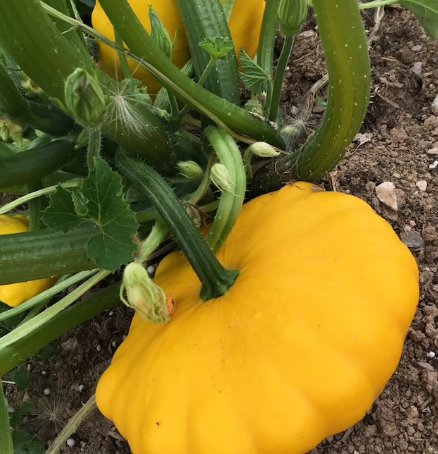 20 Count Vegetable Seeds Plant Sunburst Yellow Patty Pan Seeds Squash Summer Golden