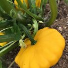 20 Count Vegetable Seeds Plant Sunburst Yellow Patty Pan Seeds Squash Summer Golden