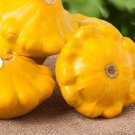 60 Count Vegetable Seeds Plant Sunburst Yellow Patty Pan Seeds Squash Summer Golden