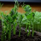 60 Count Vegetable Seeds Plant Sweet Shelling Peas Asian Shoots Snap Snow Seed