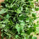 240 Count Vegetable Seeds Plant Sweet Shelling Peas Asian Shoots Snap Snow Seed