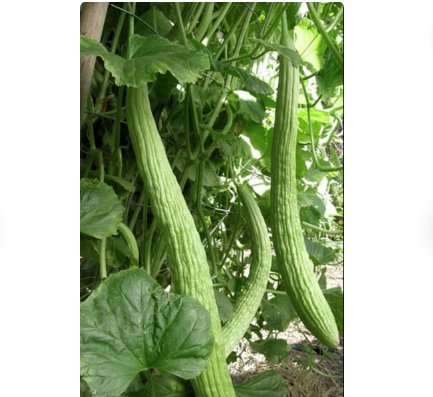 30 Count Vegetable Seeds Plant Armenian Cucumber Seeds Melon Pale Green Long