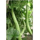 30 Count Vegetable Seeds Plant Armenian Cucumber Seeds Melon Pale Green Long