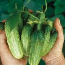 90 Count Vegetable Seeds Plant National Pickling Cucumber Seeds Gherkins Pickles FREE SHIP