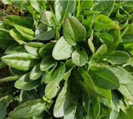 FREE SHIP 200 Count Vegetable Seeds Plant Herbs Vegetable Lemon Rau Chua Sour Leaf