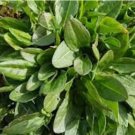 FREE SHIP 200 Count Vegetable Seeds Plant Herbs Vegetable Lemon Rau Chua Sour Leaf